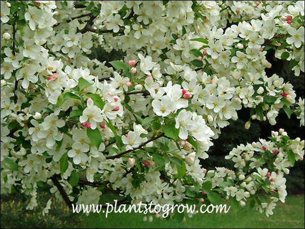 Birdland Ornamental Crabapple (Malus)
Pink buds open to white flowers.